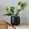 ARECA Palmier Vert