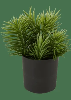 MOHAVE Diverses Couleurs