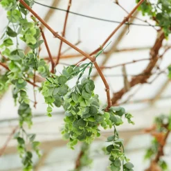 PAMPAS Tiges D'herbe Gris