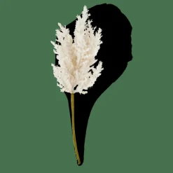 PLUME Tige Blanc Cassé